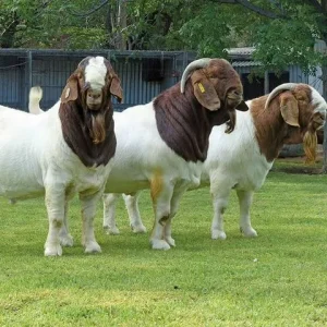 Boer Goats