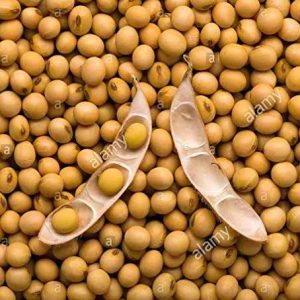 SOYA BEANS